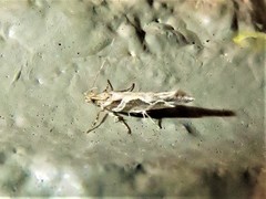 Aristotelia fungivorella