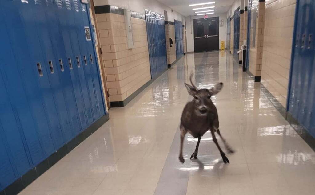 White-tailed Deer