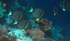 Acanthurus guttatus