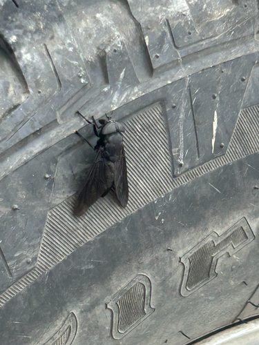 Unknown species found near Willow St, Franklin, LA, US