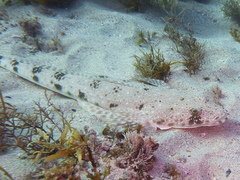 Platycephalidae