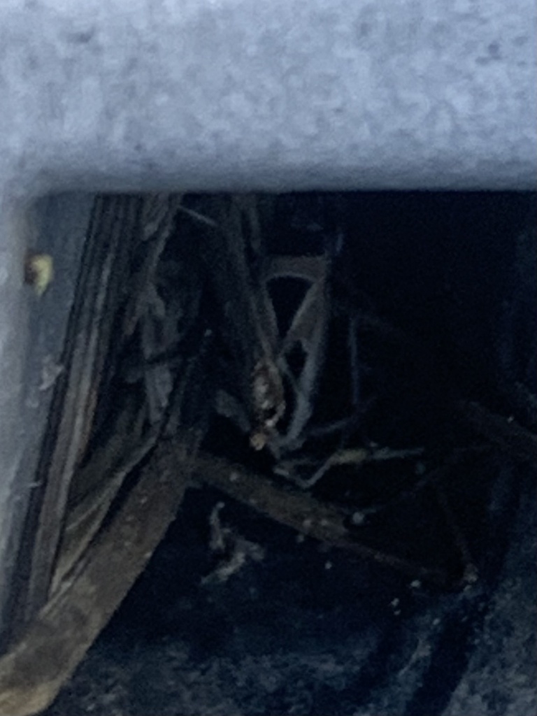 Mediterranean Seed Bug from Paoli Loop Rd, American Canyon, CA, US on ...