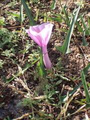 Ipomoea aquatica