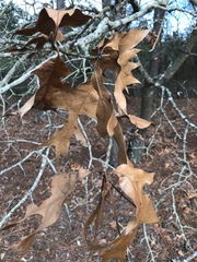 Quercus laevis