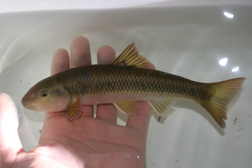 River chub (Nocomis micropogon) — Cyprinidae — 5