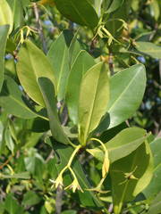 Rhizophora mangle