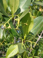 Rhizophora mangle