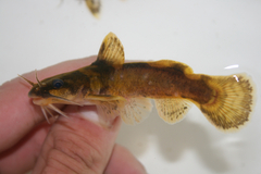 Northern Madtom photo 1