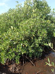 Rhizophora mangle