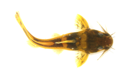 Northern Madtom photo 2