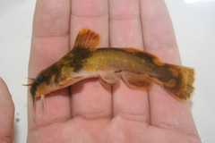 Northern Madtom photo 5