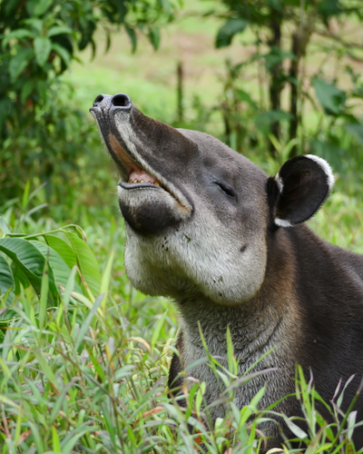 Baird's Tapir, Alajuela, CR, photo 8 of 10