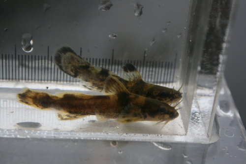 Noordelijke madtom (Noturus stigmosus) — Ictaluridae — 5