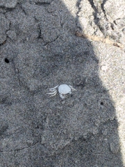 Hemigrapsus crenulatus