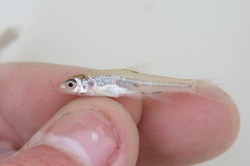 Ghost shiner (Notropis buchanani) — Cyprinidae — 2