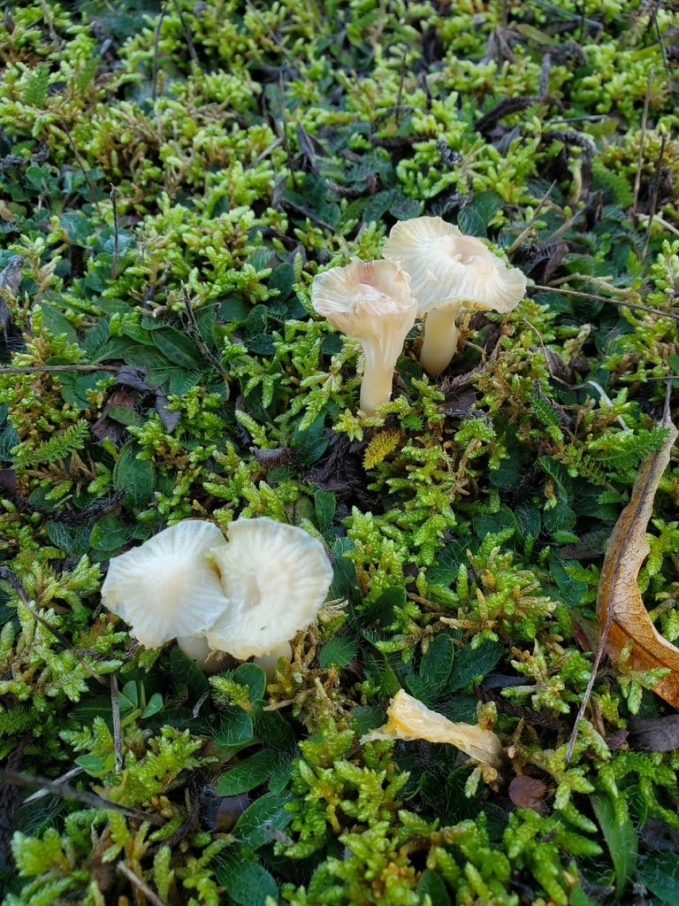 Cuphophyllus virgineus · November 2025 · photo: © jonnyecology (iNaturalist, cc0)