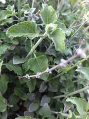 Salvia cedrosensis