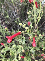 Gambelia juncea
