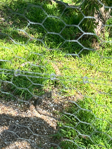 Tiger Snake sighting