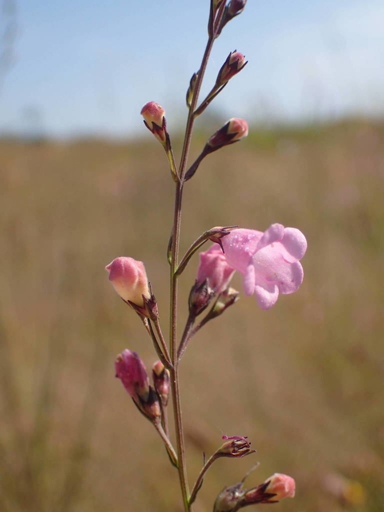 Micrargeria filiformis