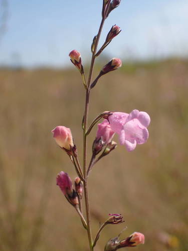 Micrargeria filiformis (Micrargeria filiformis)