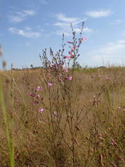 Micrargeria filiformis