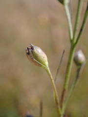 Micrargeria filiformis