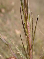 Micrargeria filiformis