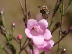 Micrargeria filiformis