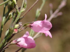 Micrargeria filiformis