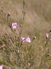 Micrargeria filiformis