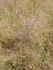 Micrargeria filiformis