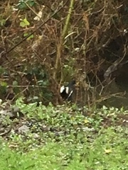 Gallinula chloropus