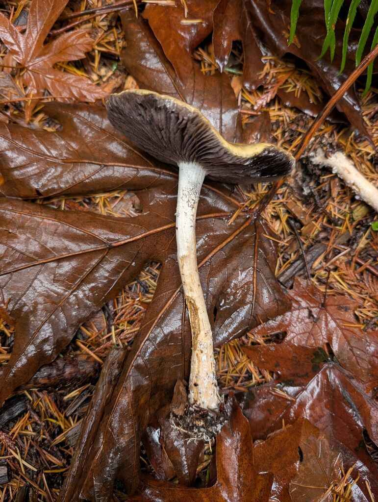 Stropharia ambigua · November 2025 · photo: © michaelshan (iNaturalist, cc-by-nc)