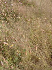 Micrargeria filiformis