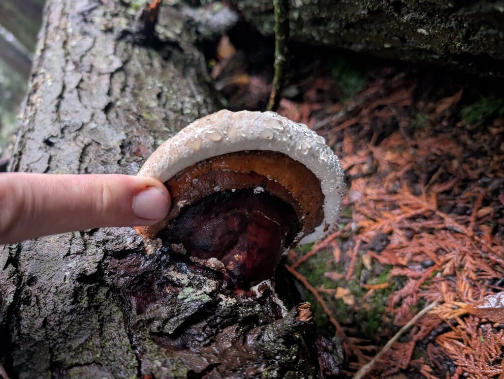 Fomitopsis mounceae · November 2025 · photo: © michaelshan (iNaturalist, cc-by-nc)