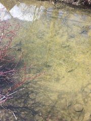 Notropis atherinoides