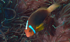 Amphiprion leucokranos