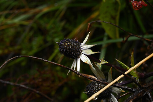 Eryngium carlinae, photograph 6