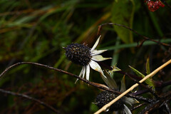 Eryngium carlinae, photograph (c) Anders Hastings, some rights reserved (CC BY)