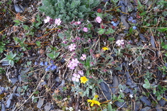 Silene villosula