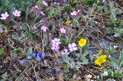 Silene villosula