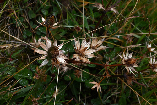 Eryngium carlinae, photograph 4