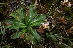Eryngium carlinae, photograph (c) Anders Hastings, some rights reserved (CC BY)