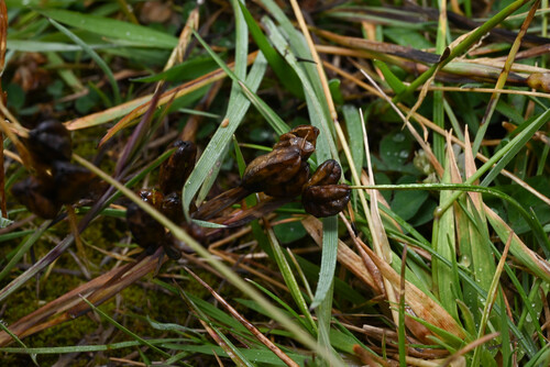 Sisyrinchium convolutum, photograph 4