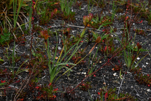 Sisyrinchium convolutum, photograph 5
