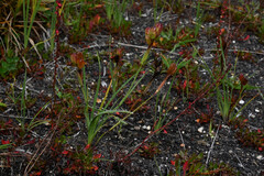 Sisyrinchium convolutum, photograph (c) Anders Hastings, some rights reserved (CC BY)
