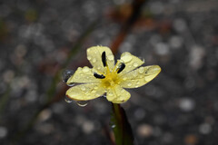 Sisyrinchium convolutum