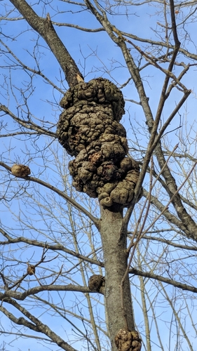 Representative image of Diaporthaceae