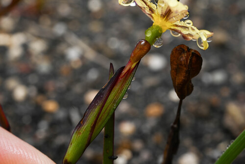 Sisyrinchium convolutum, photograph 1